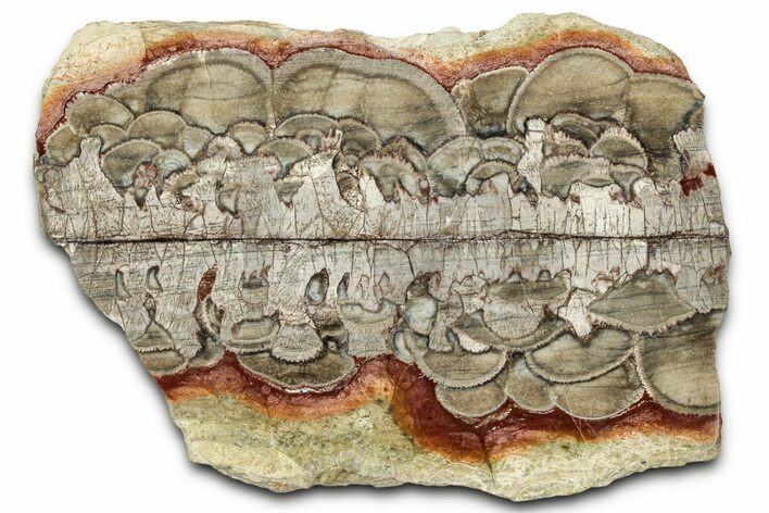 Polished Mushroom Jasper Section - Arizona #334875